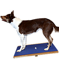 FitPAWS Giant Rocker Board